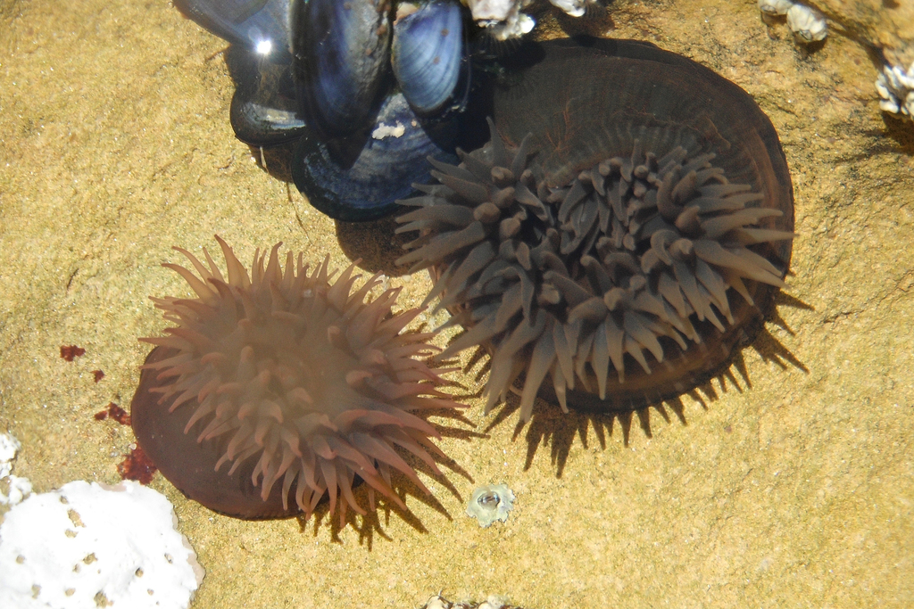 Atlantic Beadlet Anemone