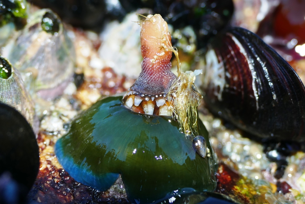 Atlantic Beadlet Anemone
