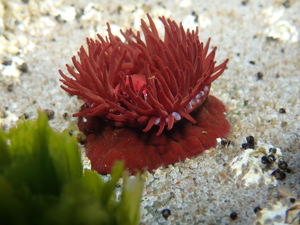 Atlantic Beadlet Anemone