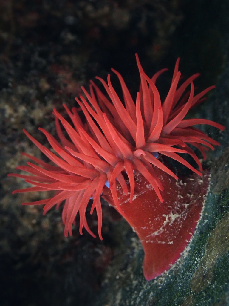 Atlantic Beadlet Anemone