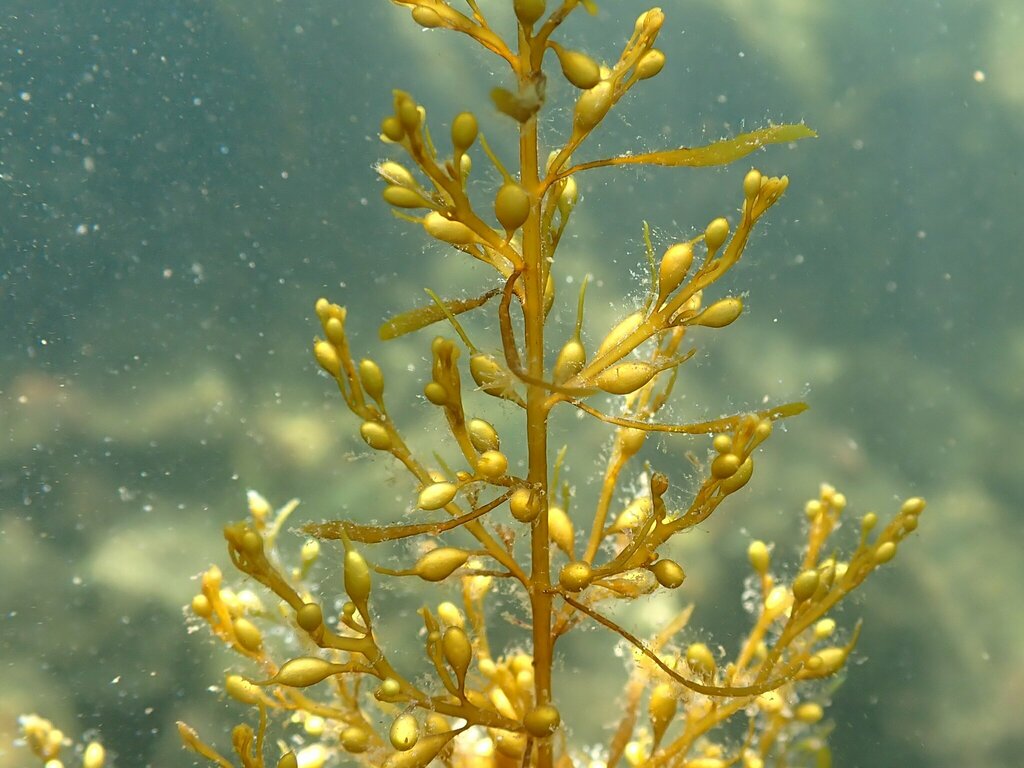 Japanese Wireweed