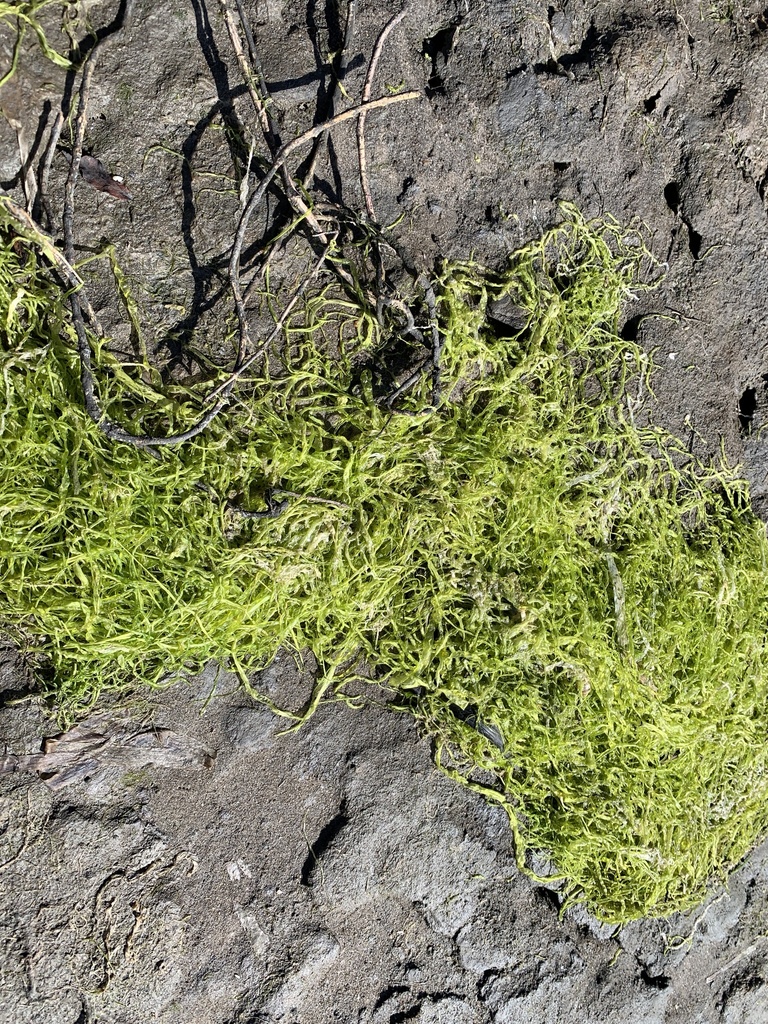 Gutweed