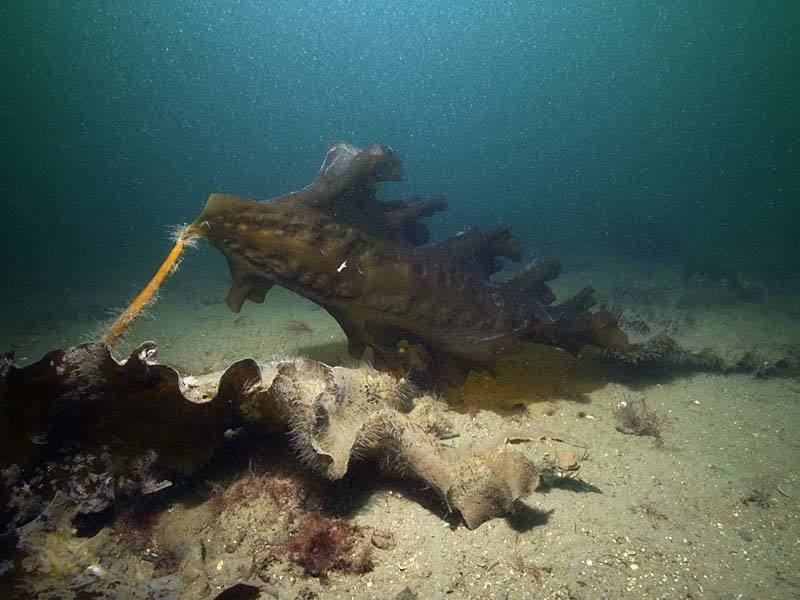Sugar Kelp
