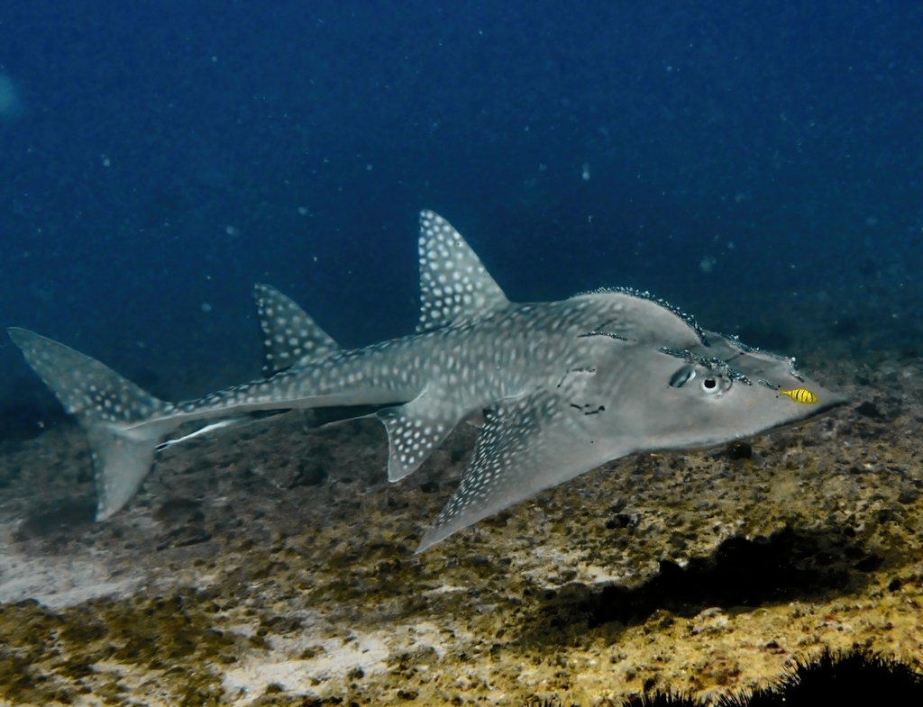 Bowmouth Guitarfish