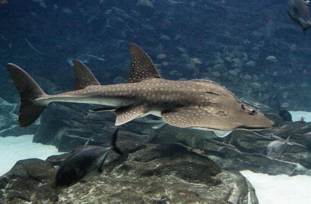 Bowmouth Guitarfish