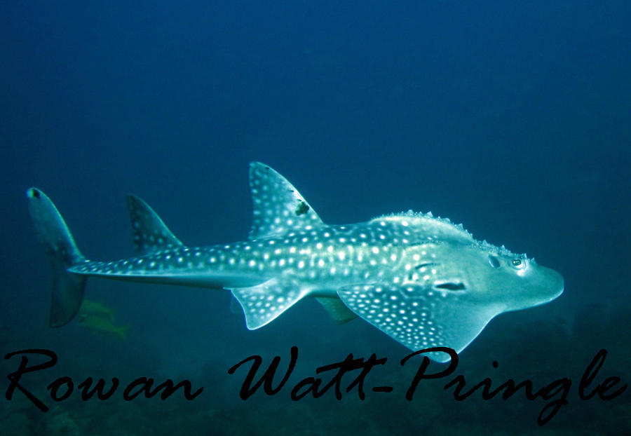 Bowmouth Guitarfish