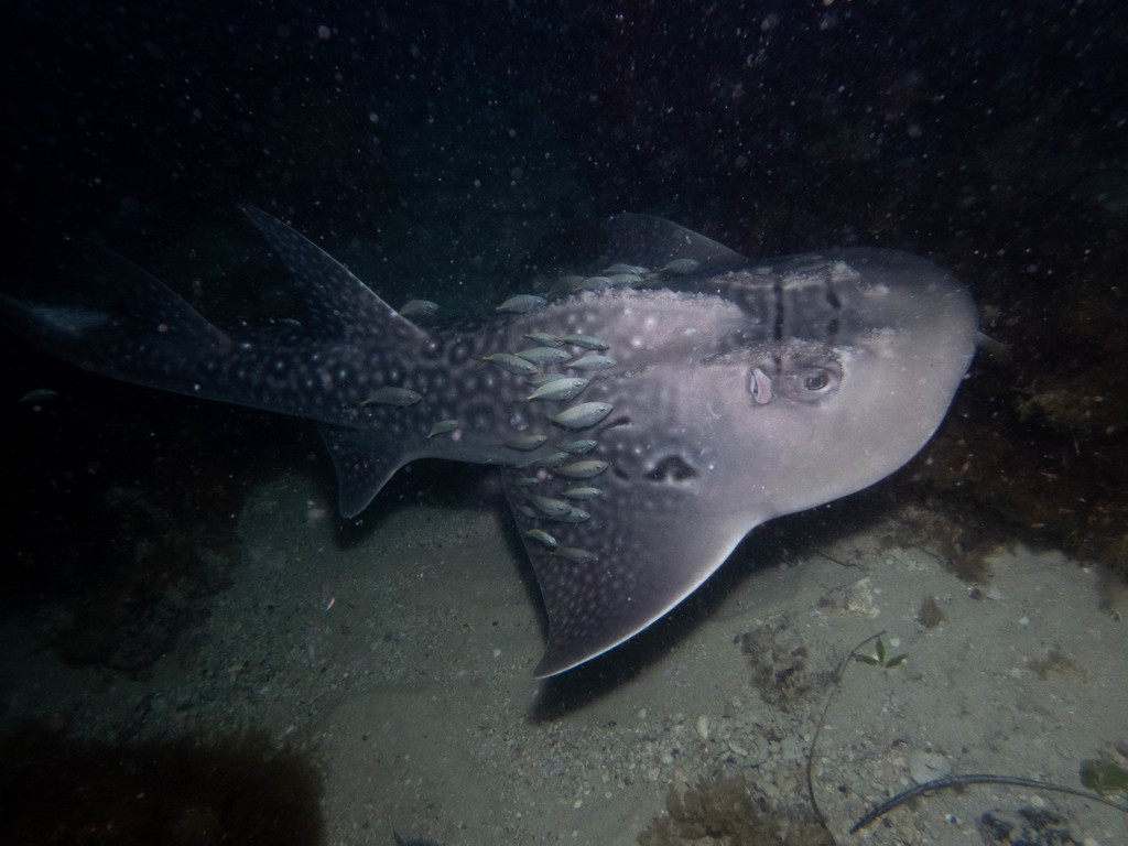 Bowmouth Guitarfish