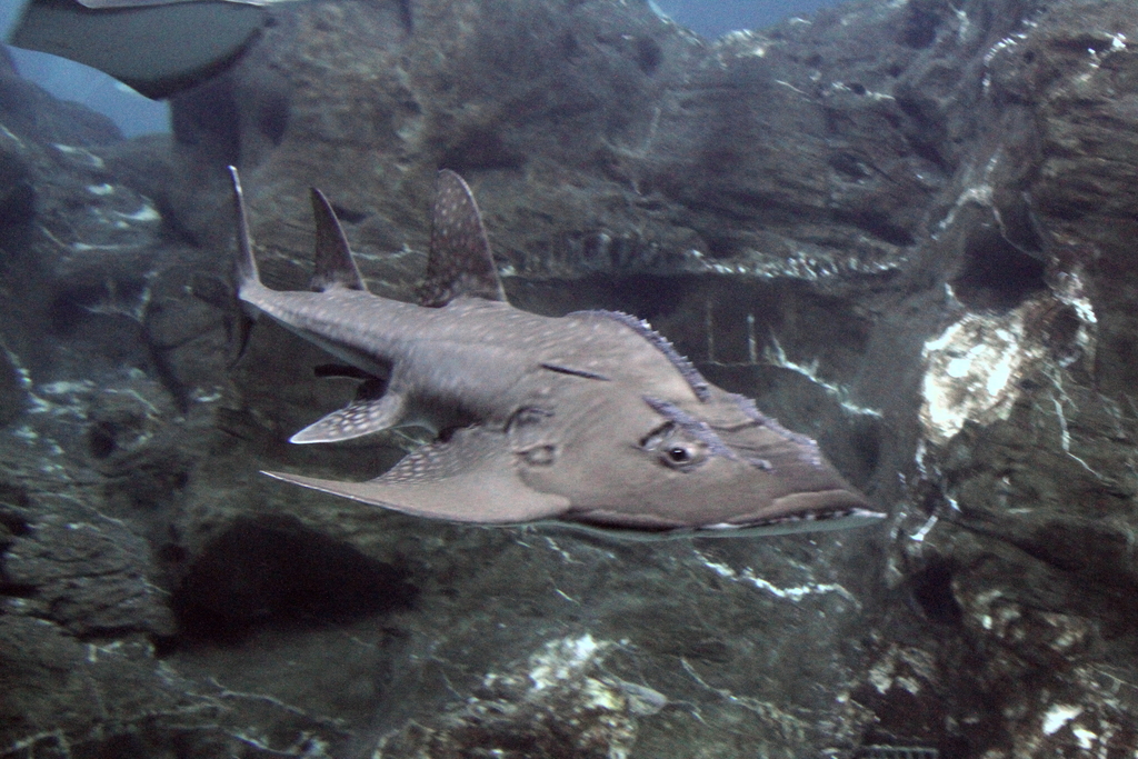 Bowmouth Guitarfish