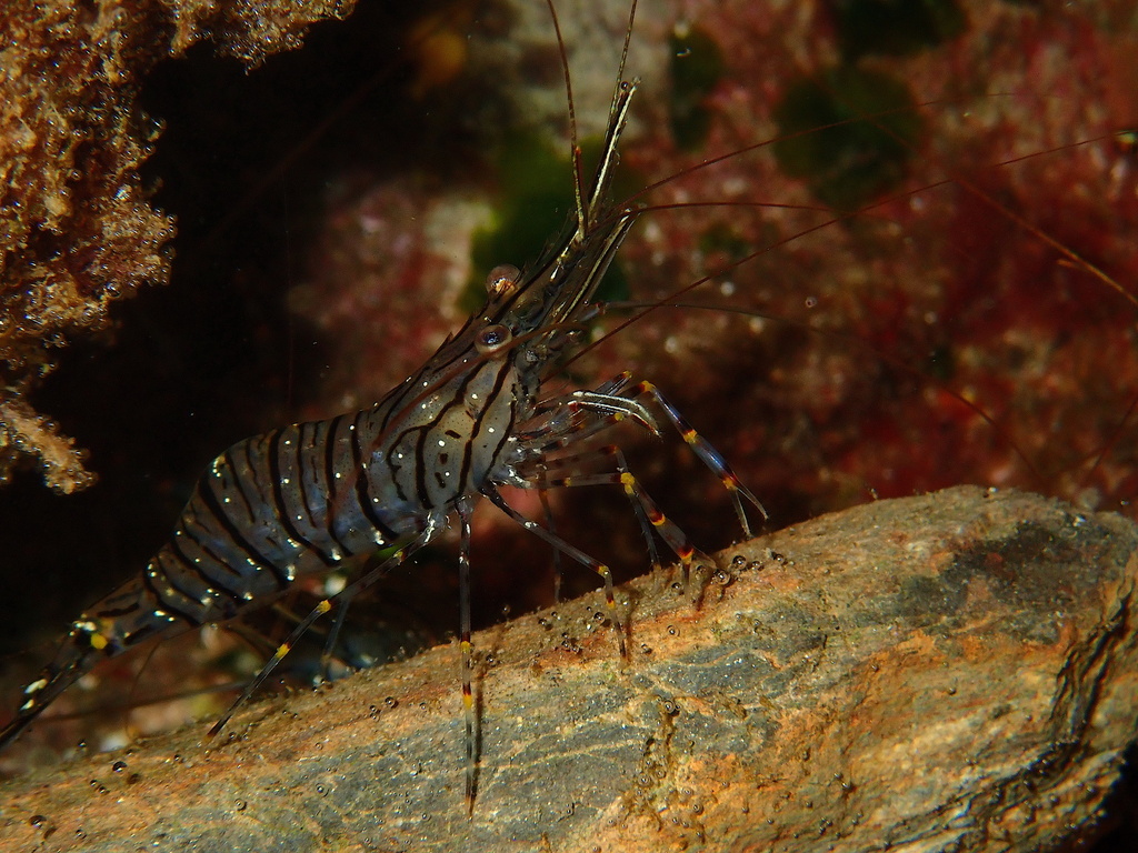Common Prawn
