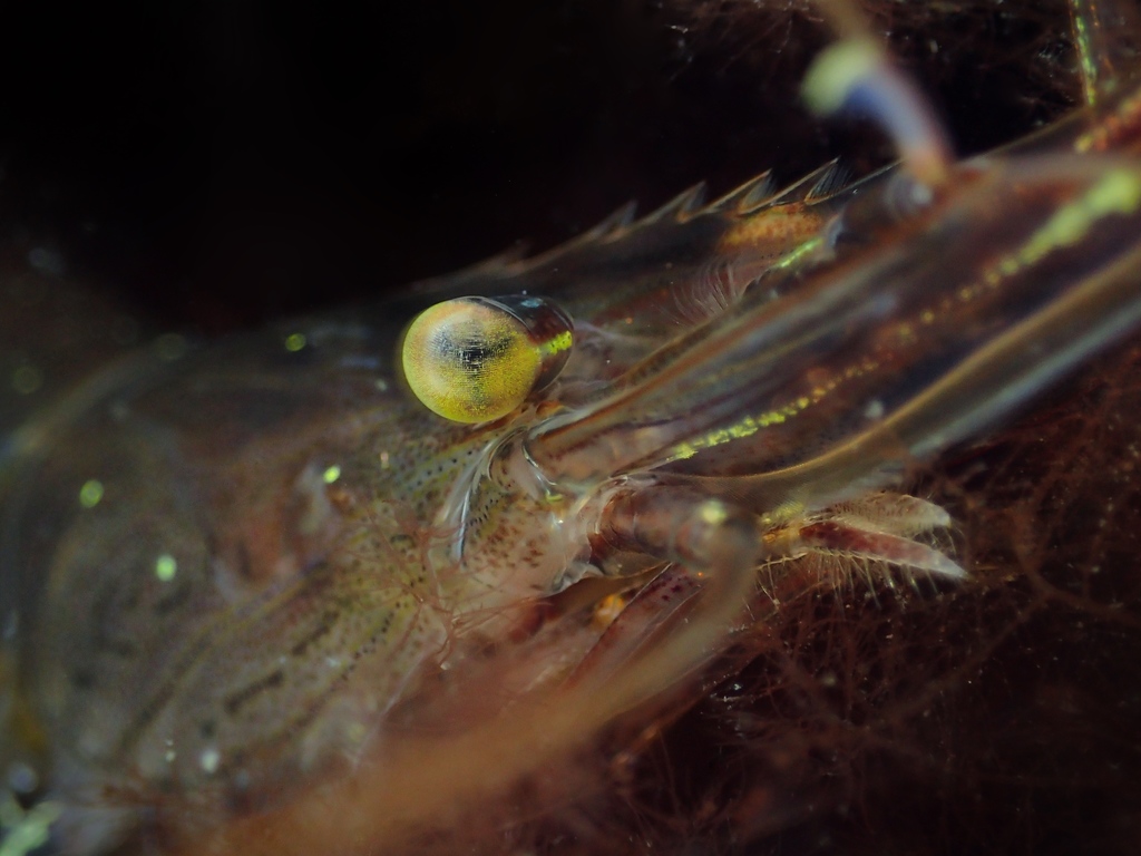 Common Prawn