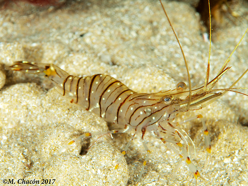 Common Prawn