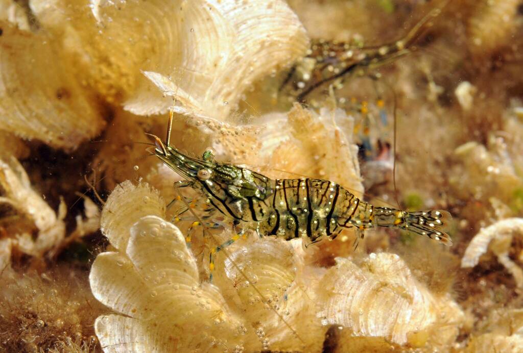 Common Prawn