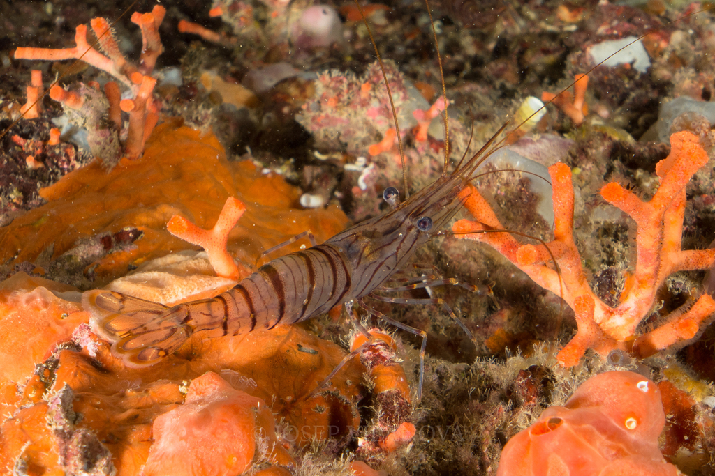 Common Prawn