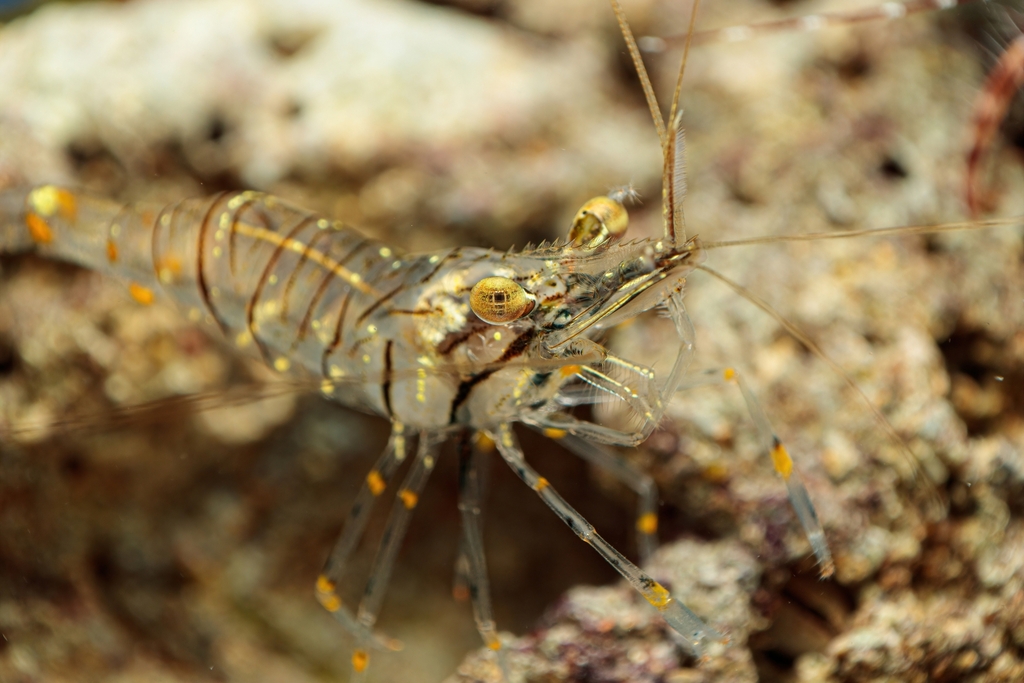 Common Prawn