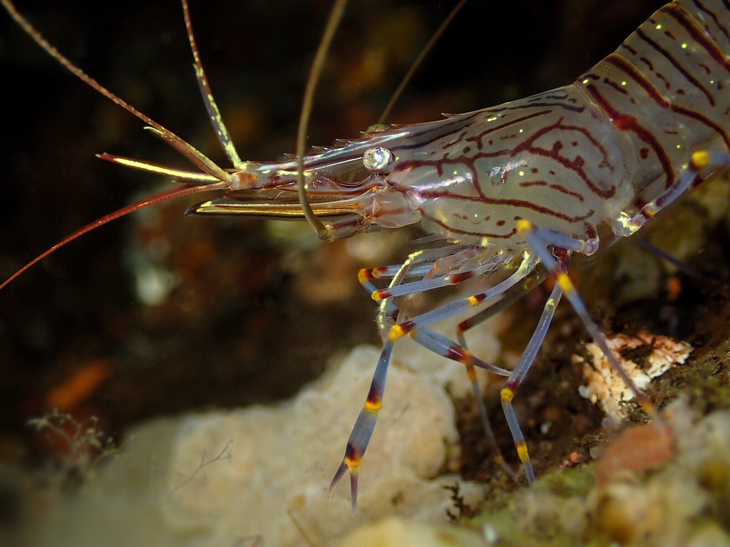 Common Prawn