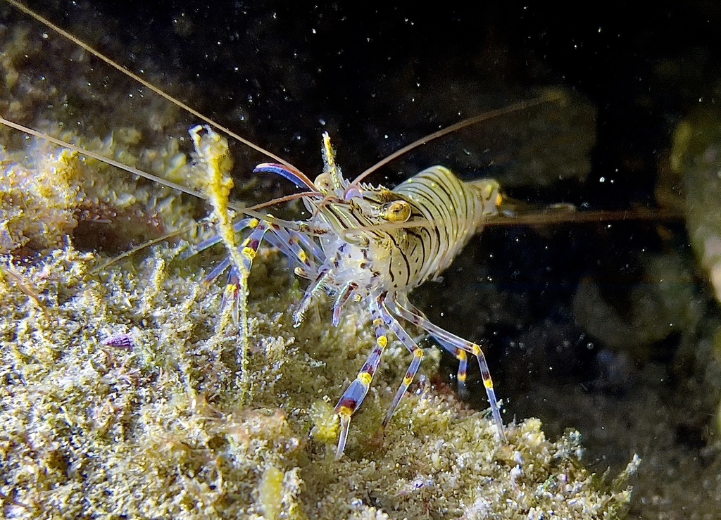 Common Prawn