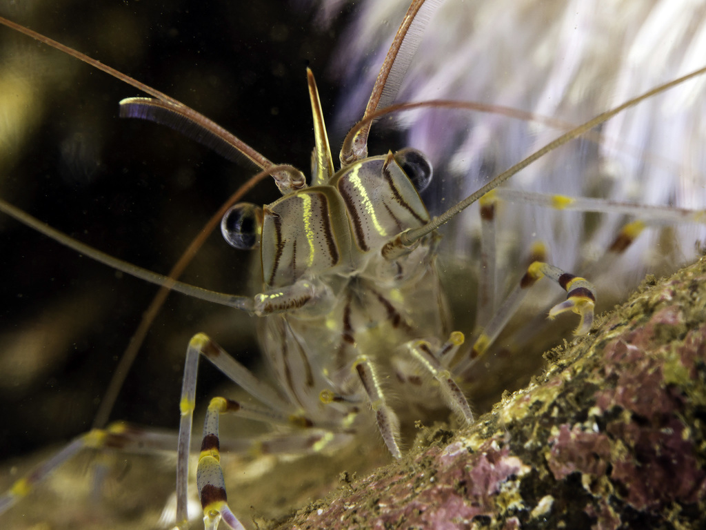 Common Prawn
