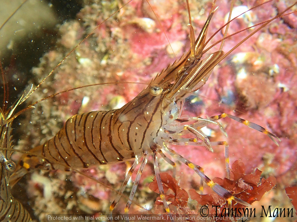 Common Prawn