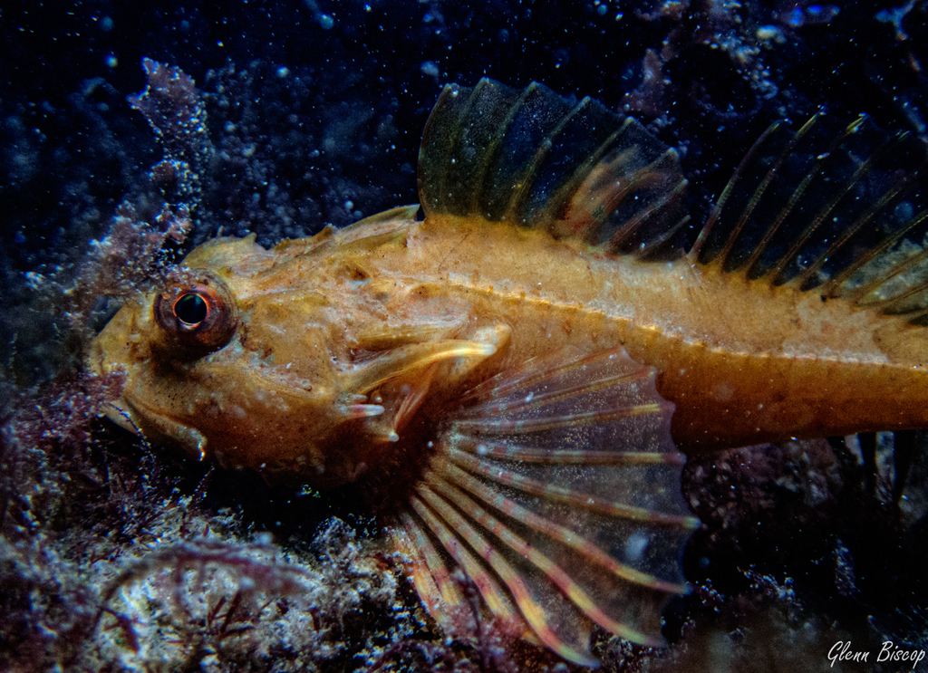 Longspined Bullhead