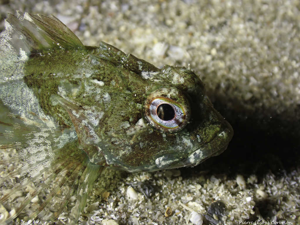 Longspined Bullhead