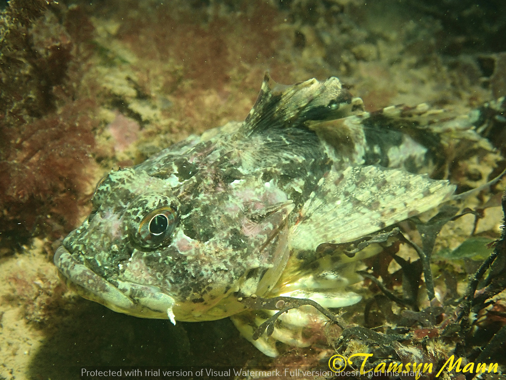 Longspined Bullhead