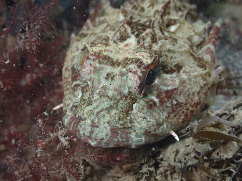 Longspined Bullhead