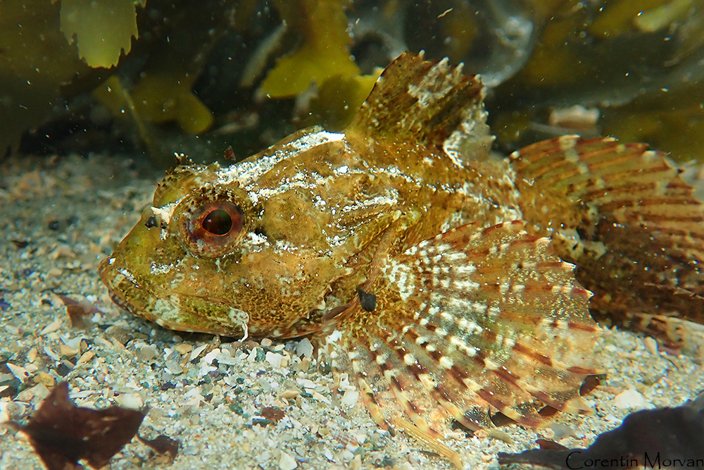 Longspined Bullhead