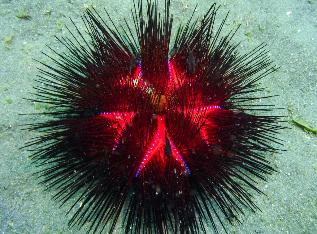 Blue-spotted Urchin