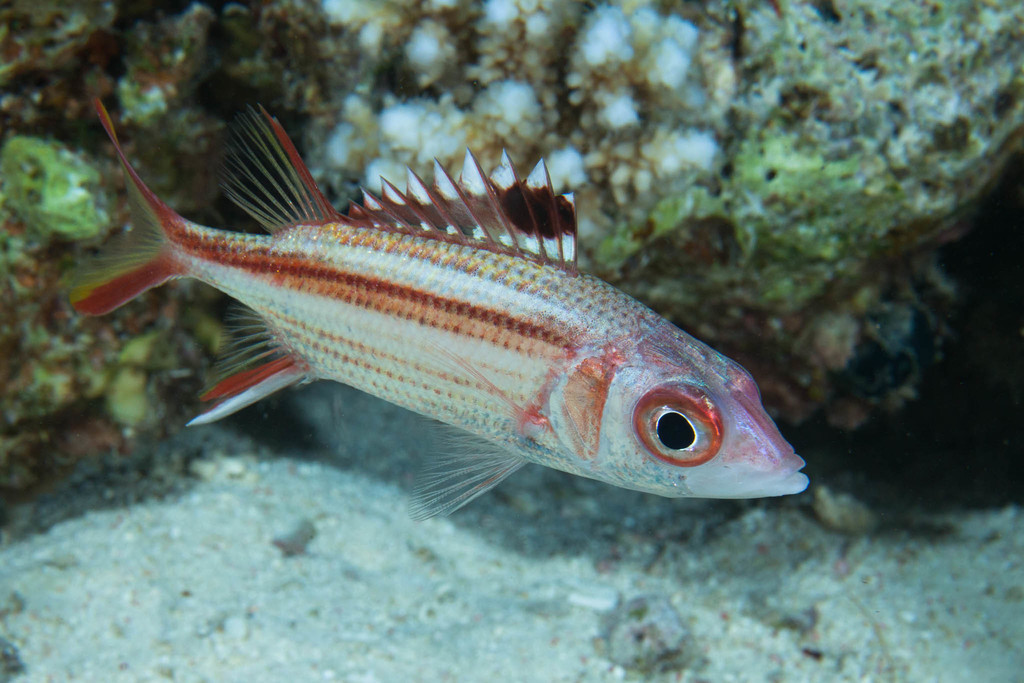 Spotfin Squirrelfish