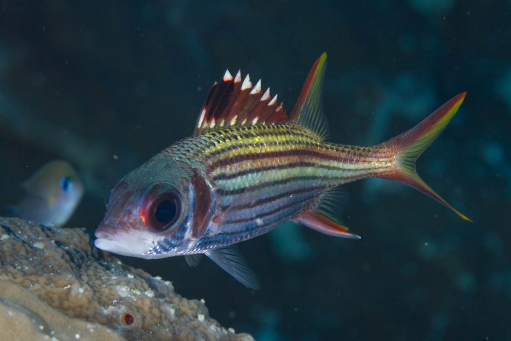 Spotfin Squirrelfish