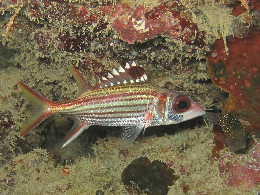 Spotfin Squirrelfish