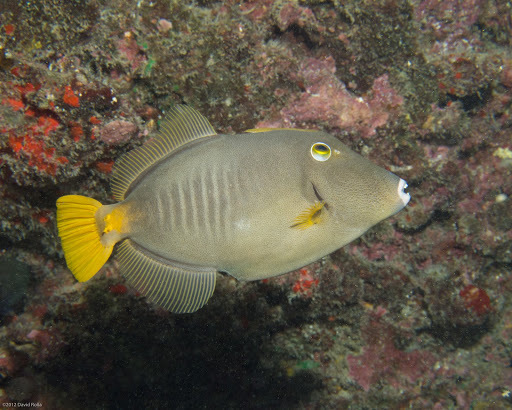 Barred Filefish