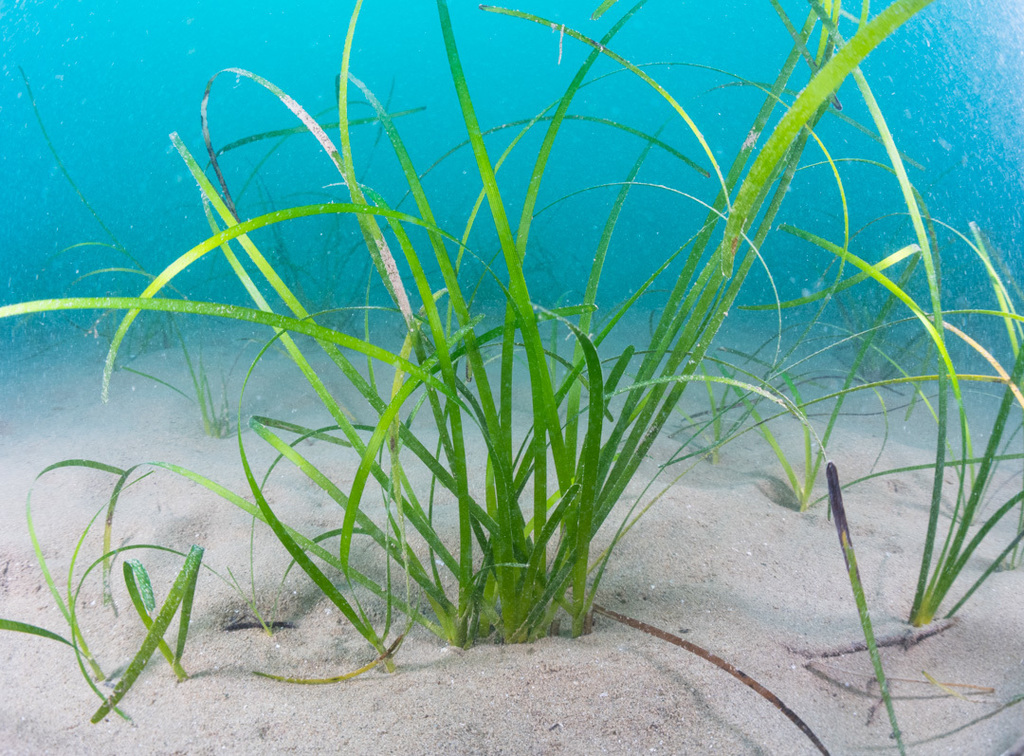 little Neptune grass