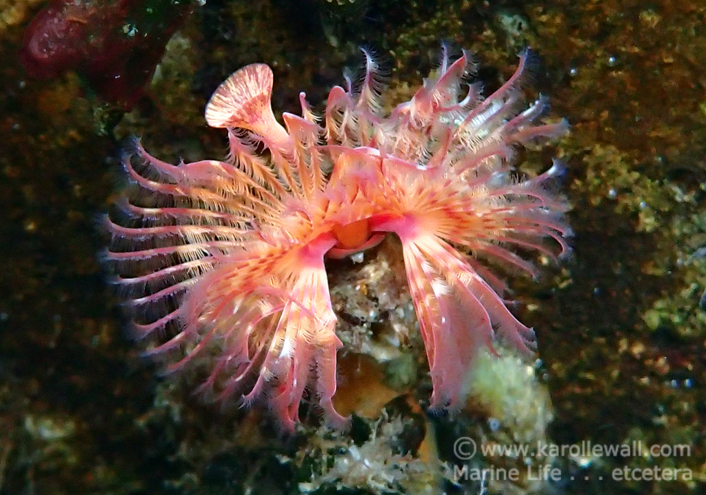 Red-trumpet Calcareous Tubeworm