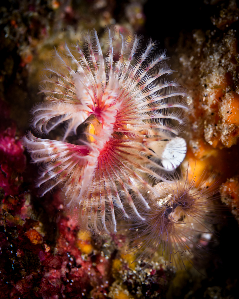 Red-trumpet Calcareous Tubeworm