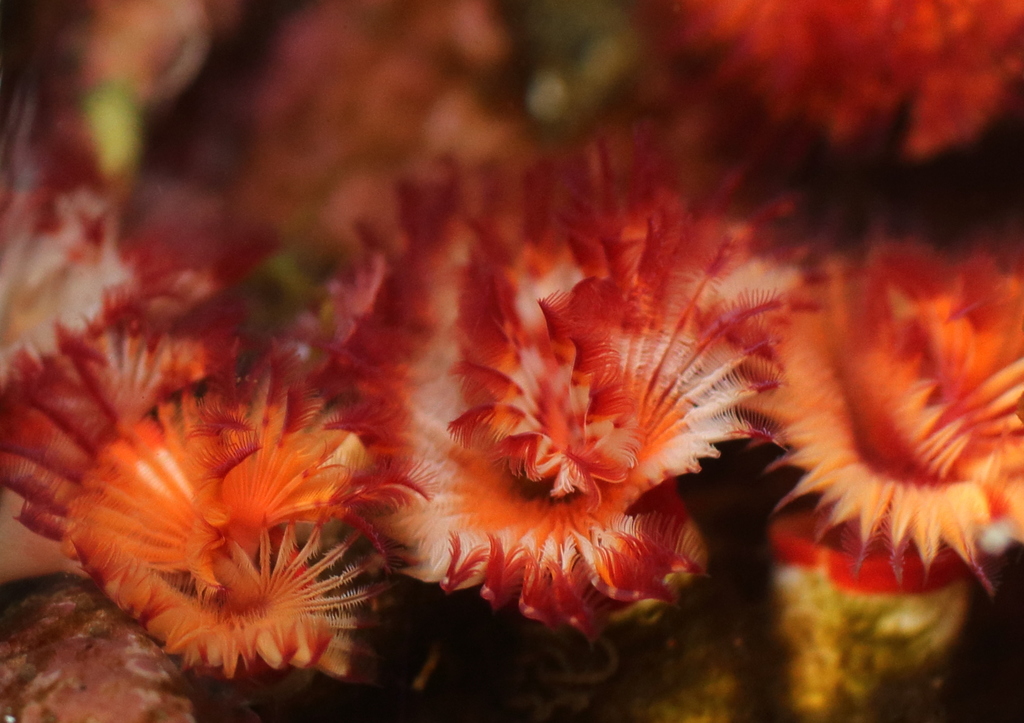 Red-trumpet Calcareous Tubeworm