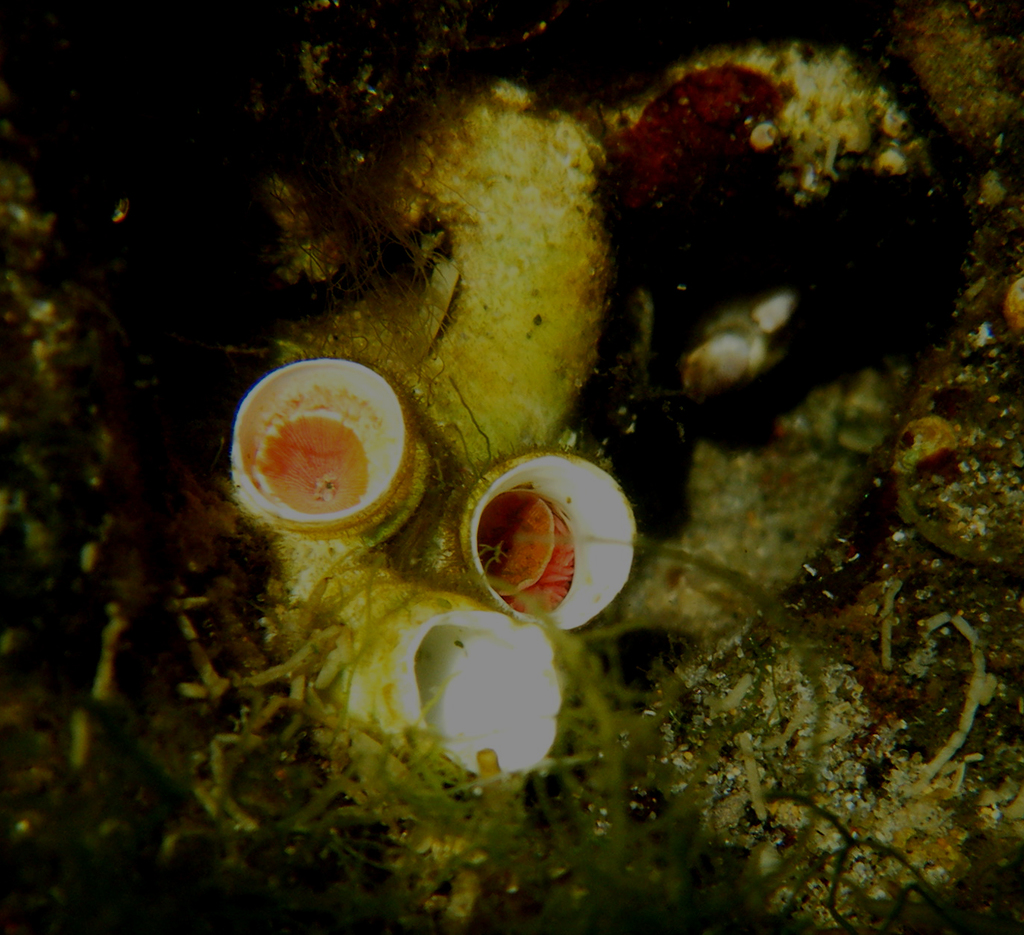 Red-trumpet Calcareous Tubeworm