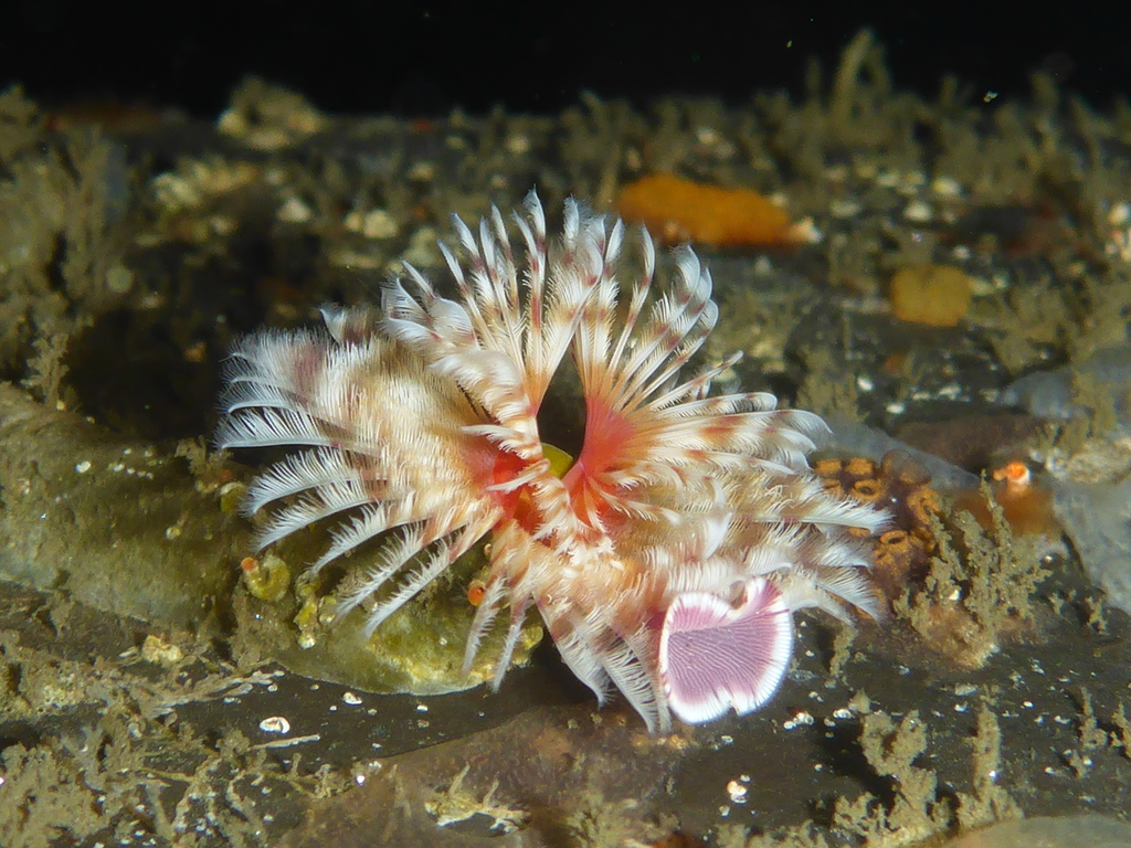 Red-trumpet Calcareous Tubeworm
