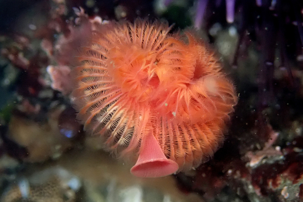 Red-trumpet Calcareous Tubeworm
