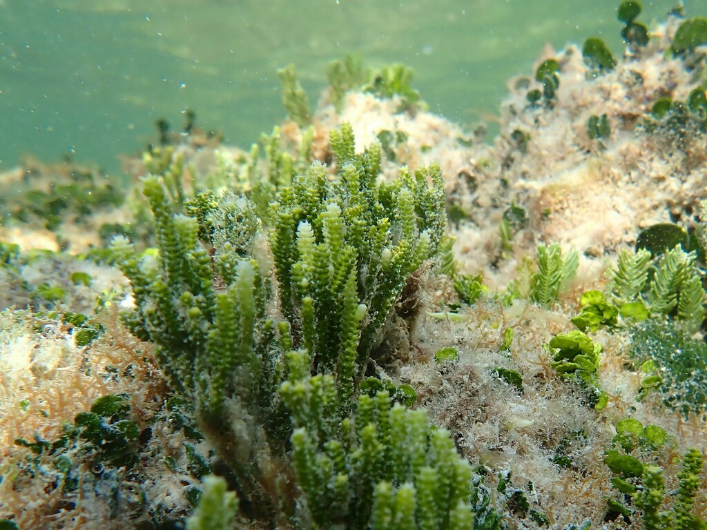Caulerpe cactus