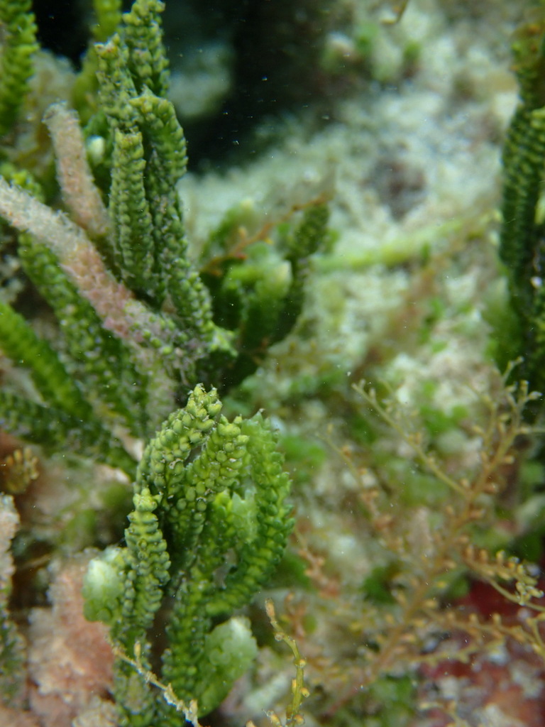 cactus tree alga