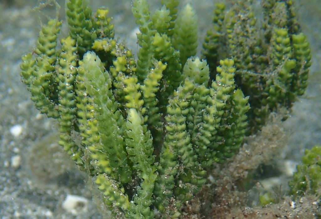 Caulerpe cactus