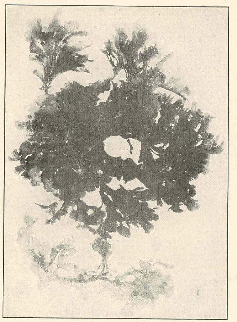 Zonée jaune