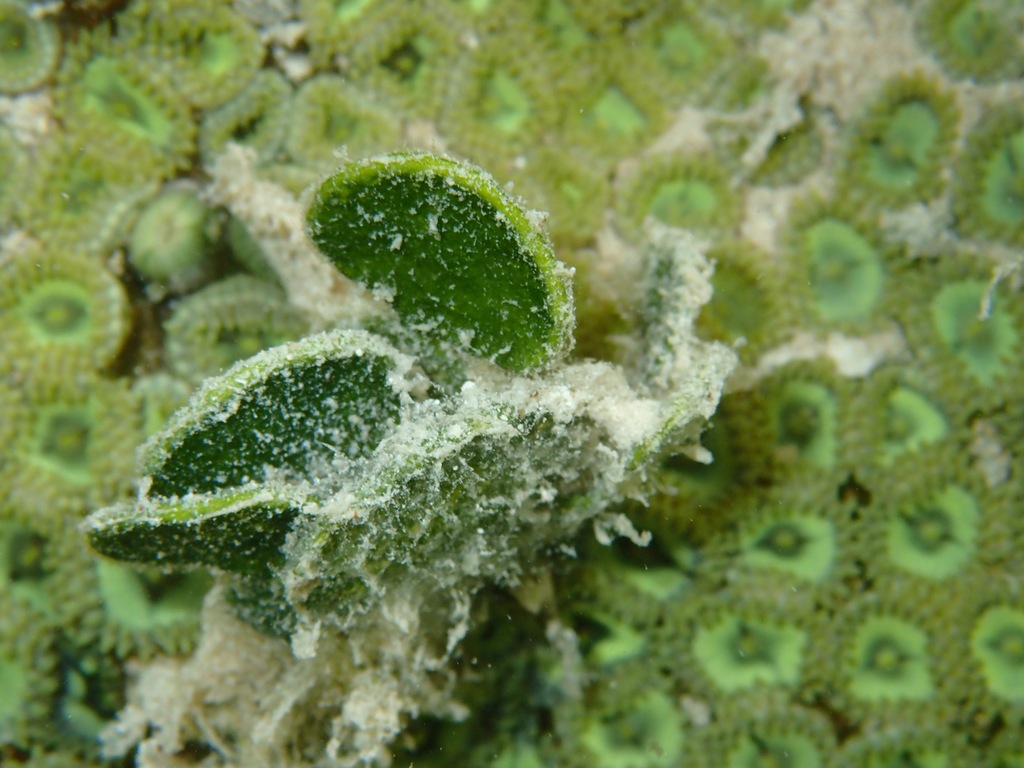 Money Plant