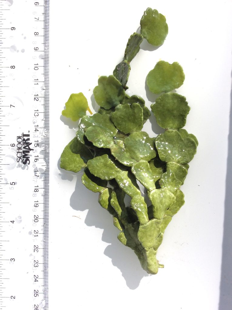 Money Plant