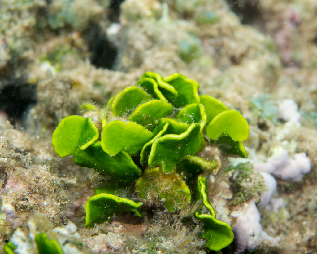 Money Plant