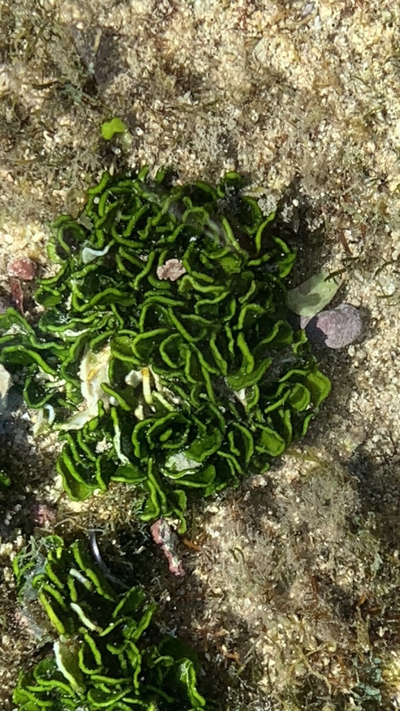 Money Plant