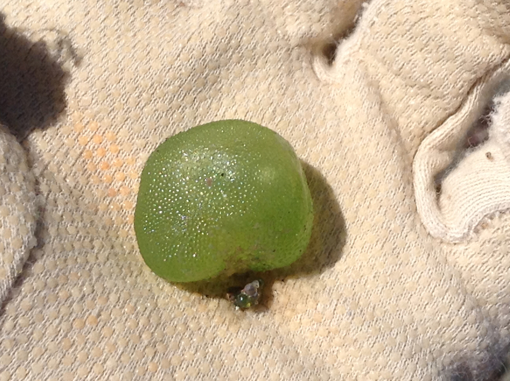 Algue bulle verte