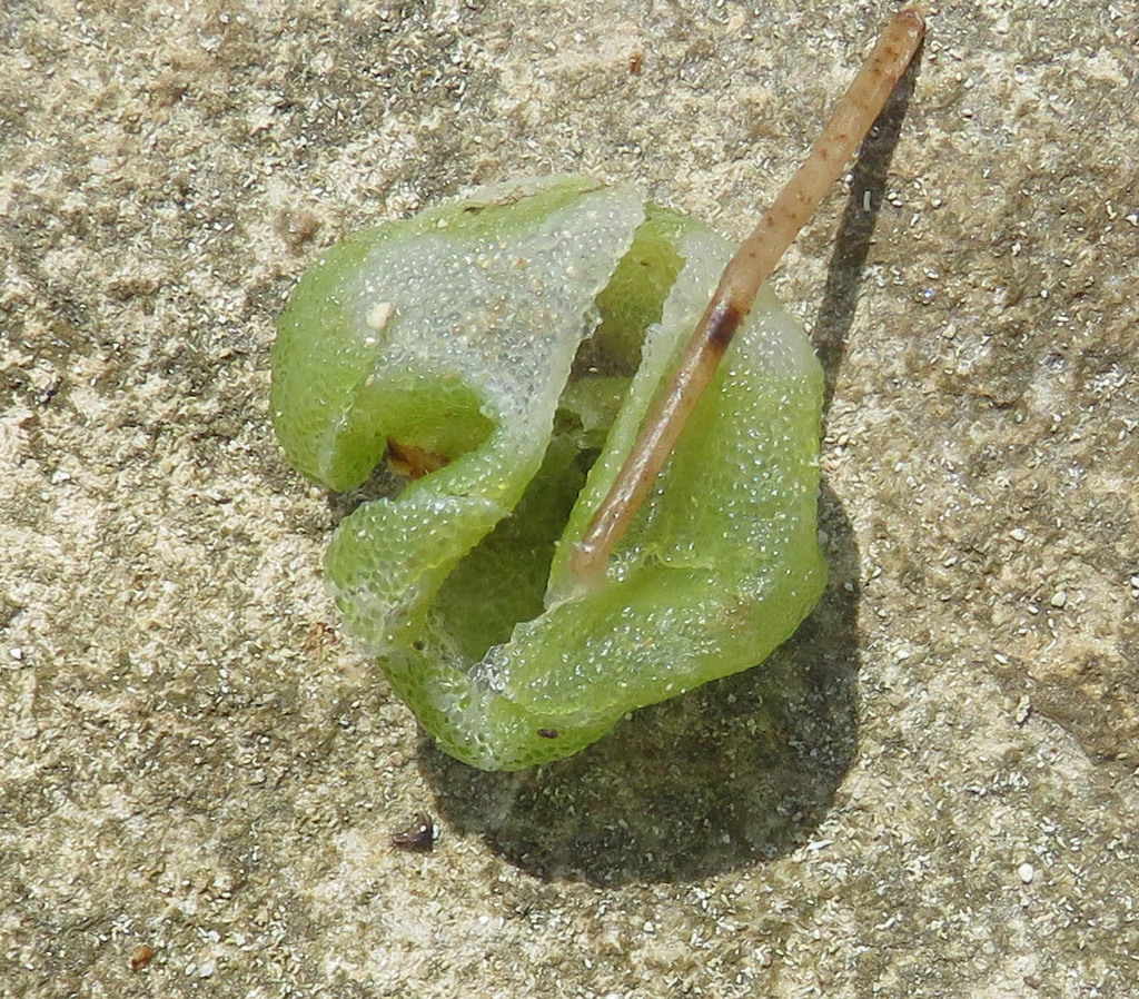 Algue bulle verte