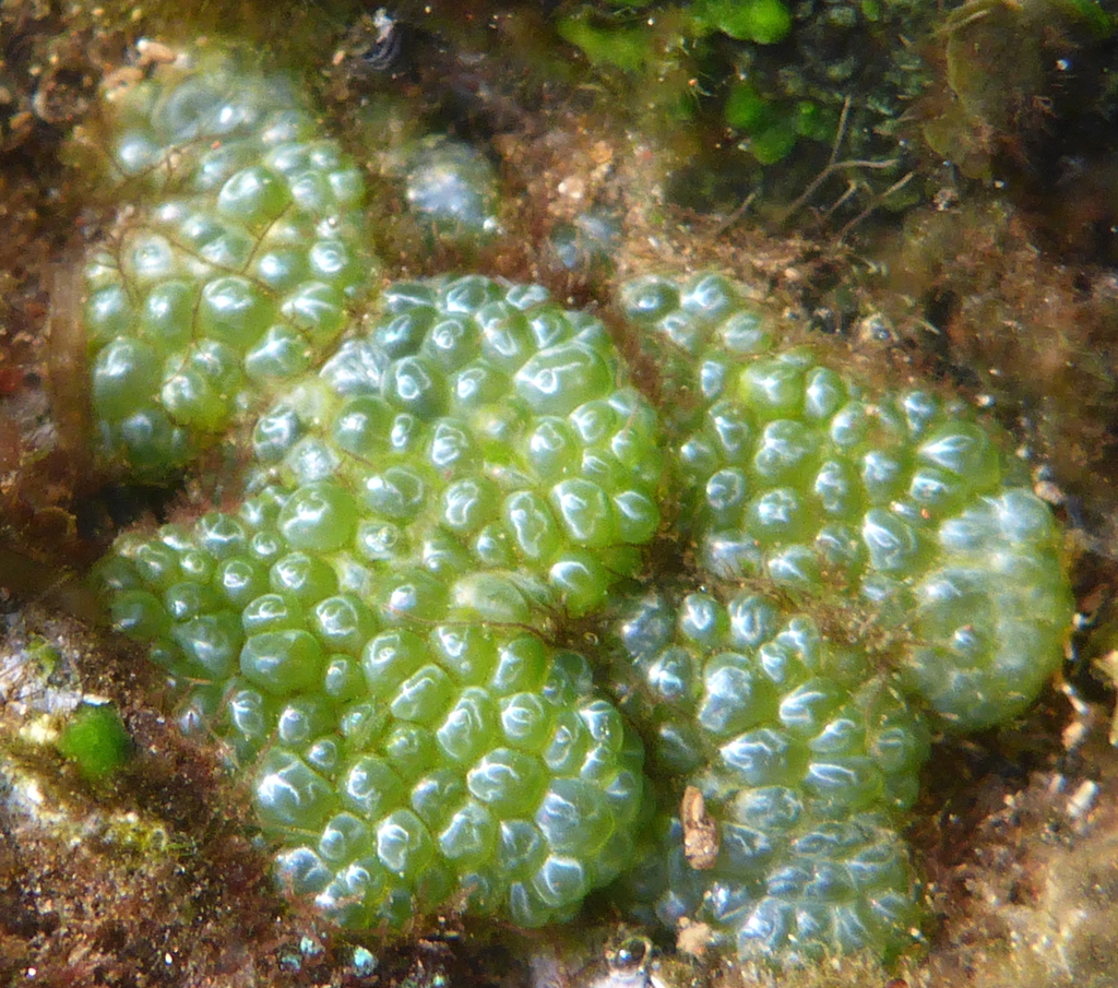 Algue bulle verte
